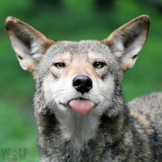 avatar for Beta Wolfpup