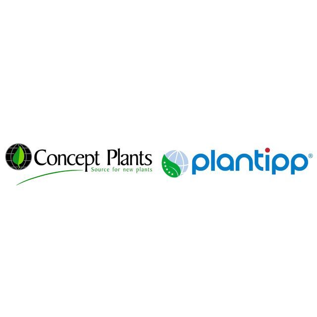avatar for Concept Plants