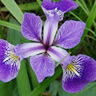 avatar for Susan Paschal